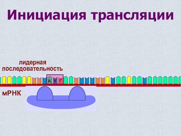 Инициация трансляции мРНК Старт лидерная последовательность