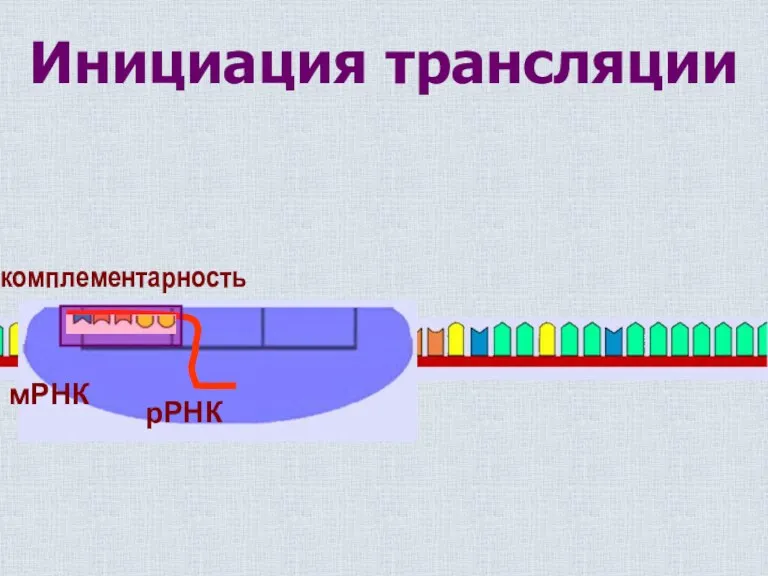 Инициация трансляции рРНК мРНК комплементарность