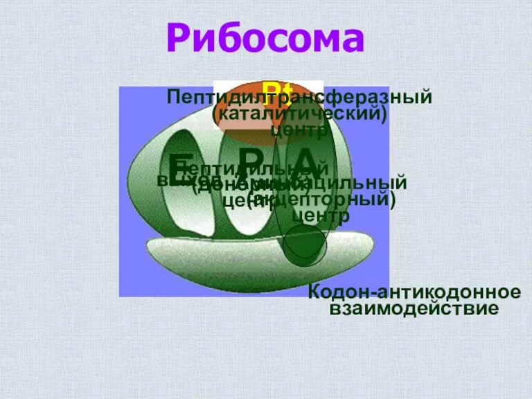 Рибосома Pt Пептидилтрансферазный (каталитический) центр Е Р А Пептидильный (донорный)