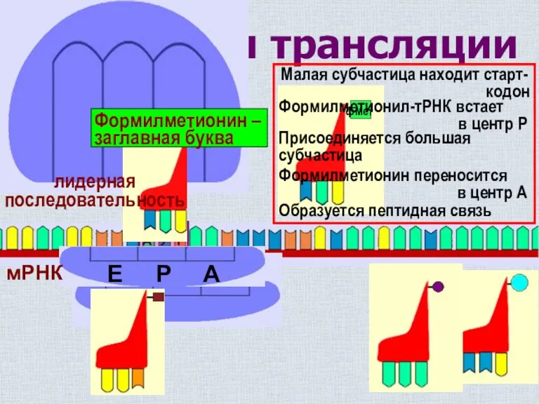 Инициация трансляции Р А Е Малая субчастица находит старт- кодон