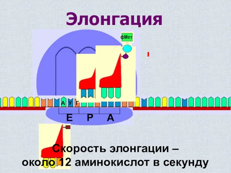 Элонгация Скорость элонгации – около 12 аминокислот в секунду