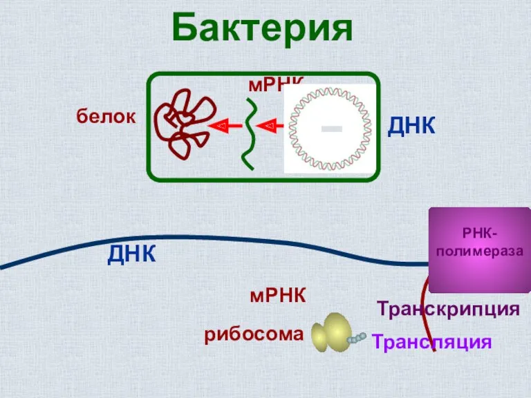 Бактерия ДНК мРНК белок ДНК мРНК РНК- полимераза Транскрипция Трансляция рибосома