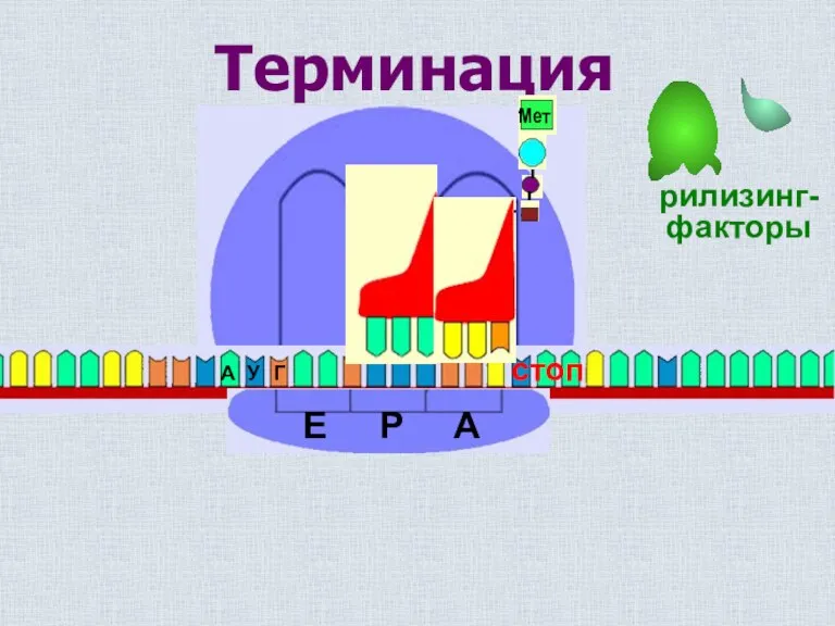 Терминация стоп рилизинг- факторы