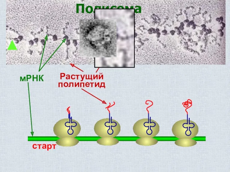 Полисома мРНК Растущий полипетид старт