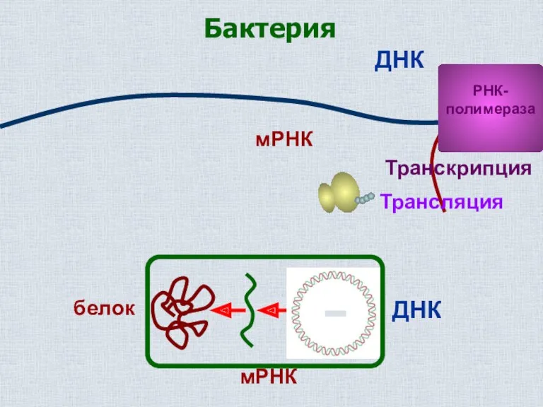 ДНК мРНК Бактерия РНК- полимераза Транскрипция Трансляция ДНК мРНК белок