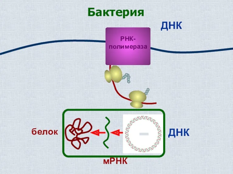 РНК- полимераза ДНК мРНК белок Бактерия ДНК