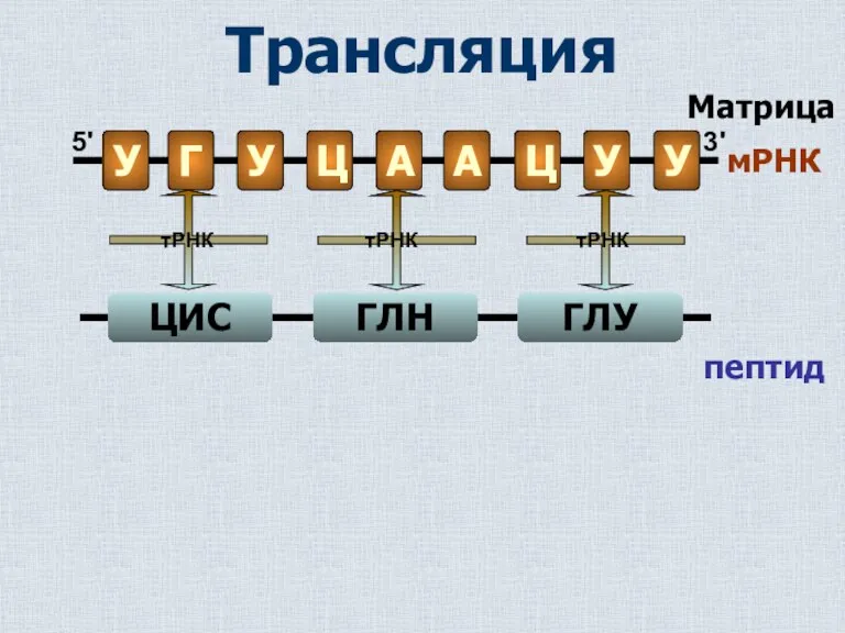 пептид тРНК тРНК тРНК Матрица Трансляция