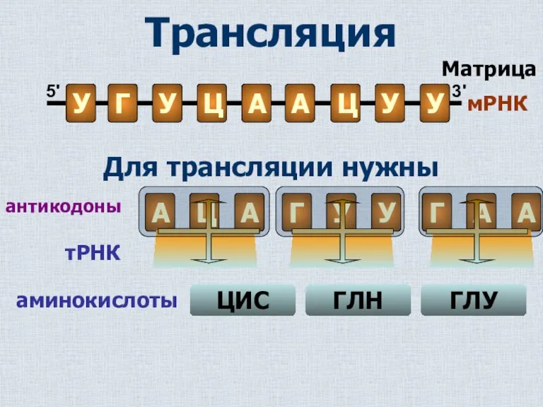 Для трансляции нужны ЦИС тРНК аминокислоты ГЛУ ГЛН антикодоны Трансляция