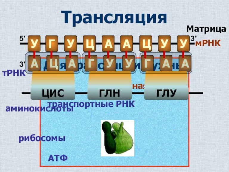 Трансляция мРНК Матрица Для трансляции нужны тРНК аминокислоты рибосомы – матричная РНК транспортные РНК АТФ