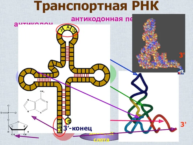 Транспортная РНК аминокислота антикодон 3' антикодонная петля 3' 3’-конец