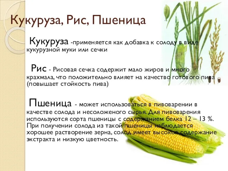 Кукуруза, Рис, Пшеница Кукуруза -применяется как добавка к солоду в