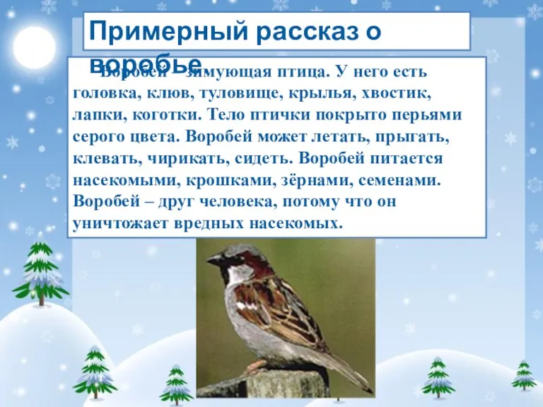 Воробей – зимующая птица. У него есть головка, клюв, туловище,