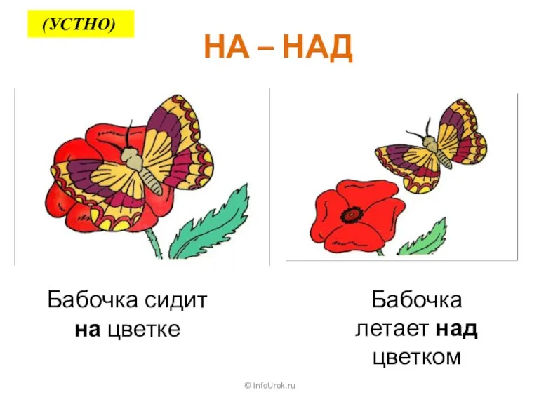© InfoUrok.ru НА – НАД Бабочка сидит на цветке Бабочка летает над цветком (УСТНО)