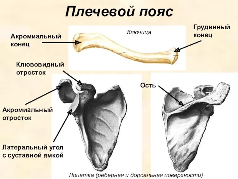 Плечевой пояс Акромиальный отросток Латеральный угол с суставной ямкой Клювовидный
