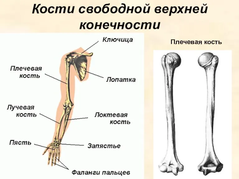 Кости свободной верхней конечности Плечевая кость