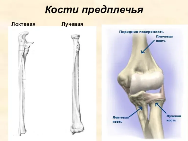 Кости предплечья Локтевая Лучевая