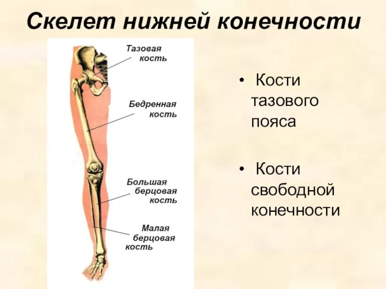 Скелет нижней конечности Кости тазового пояса Кости свободной конечности