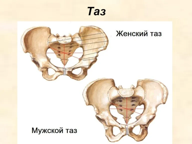 Таз