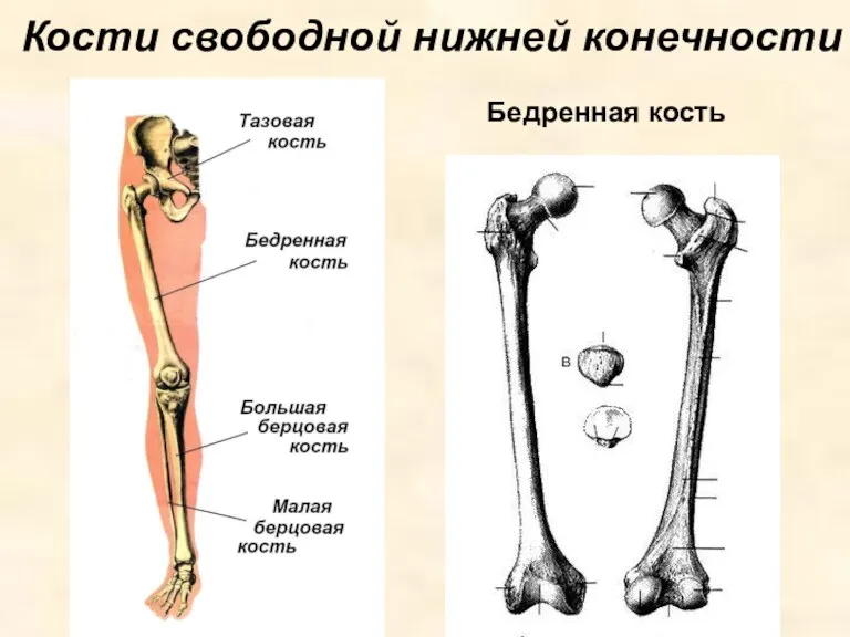 Кости свободной нижней конечности Бедренная кость