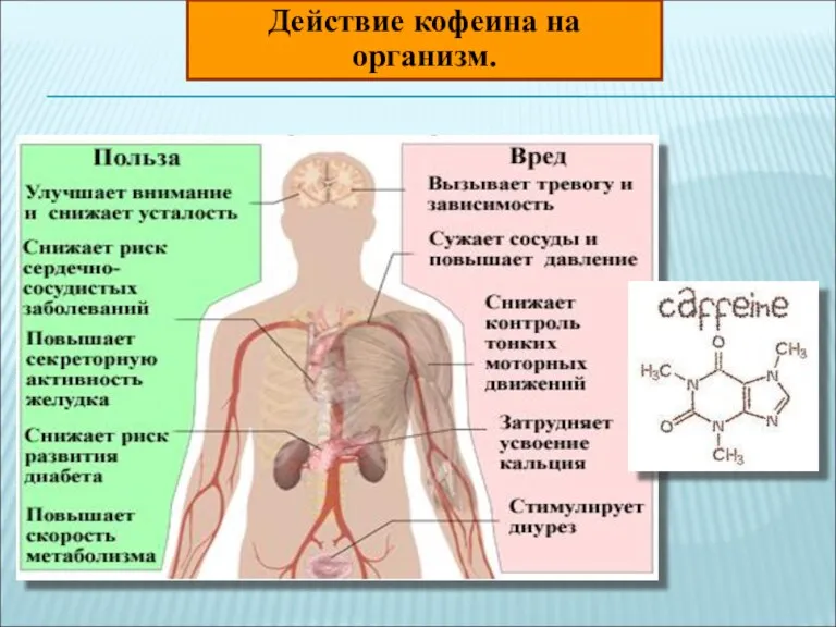 Действие кофеина на организм.