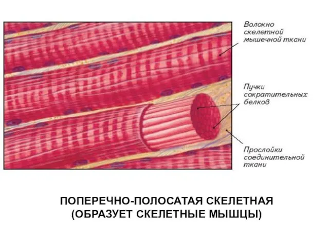 ПОПЕРЕЧНО-ПОЛОСАТАЯ СКЕЛЕТНАЯ (ОБРАЗУЕТ СКЕЛЕТНЫЕ МЫШЦЫ)