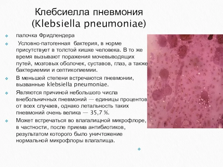 Клебсиелла пневмония (Klebsiella pneumoniae) палочка Фридлендера Условно-патогенная бактерия, в норме