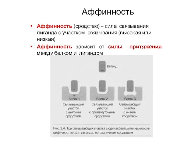 Аффинность Аффинность (сродство) – сила связывания лиганда с участком связывания