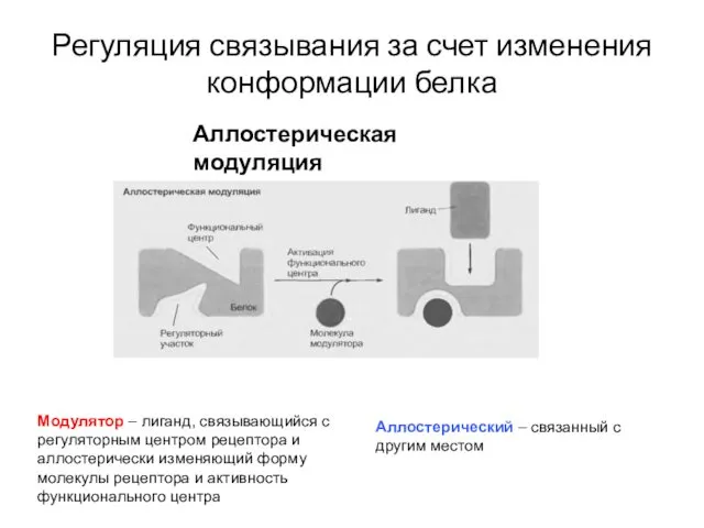 Регуляция связывания за счет изменения конформации белка Аллостерическая модуляция Модулятор