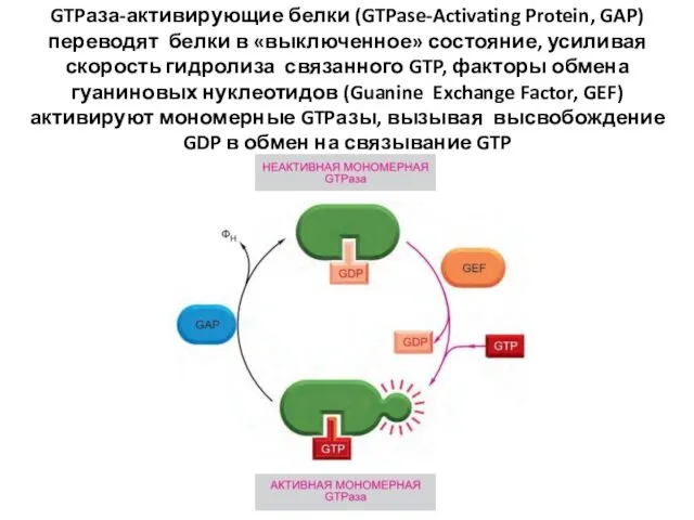 GTPаза-активирующие белки (GTPase-Activating Protein, GAP) переводят белки в «выключенное» состояние,