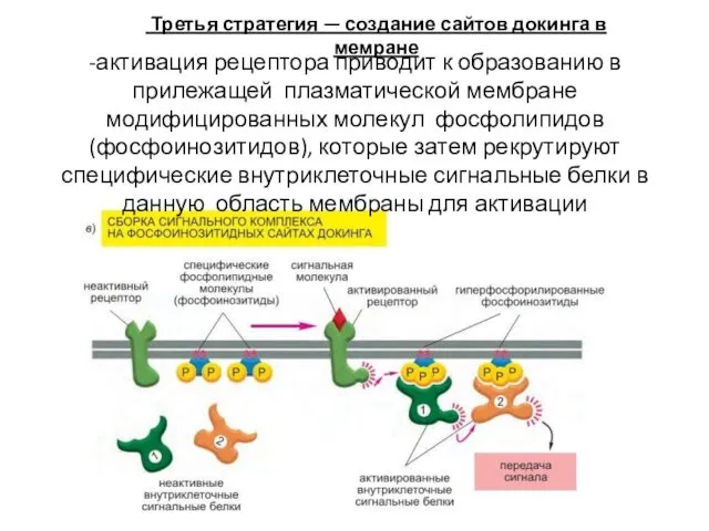 -активация рецептора приводит к образованию в прилежащей плазматической мембране модифицированных