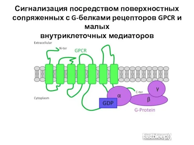 Сигнализация посредством поверхностных сопряженных с G-белками рецепторов GPCR и малых внутриклеточных медиаторов