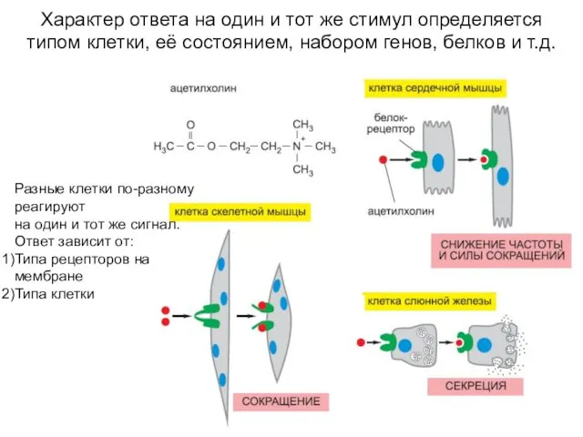 Характер ответа на один и тот же стимул определяется типом