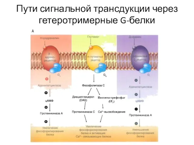 Пути сигнальной трансдукции через гетеротримерные G-белки Инозитолтрифосфат (IP3)