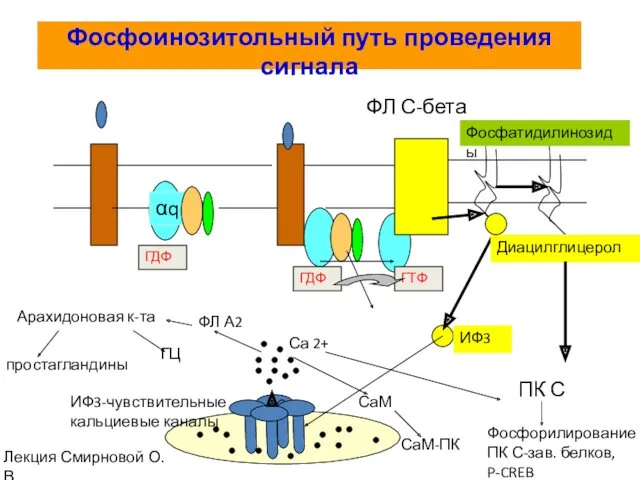 Фосфоинозитольный путь проведения сигнала αq ГДФ ГДФ ГТФ ФЛ С-бета