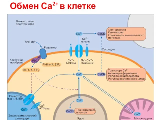 Обмен Са2+ в клетке