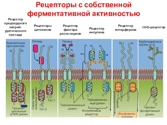 Рецепторы с собственной ферментативной активностью Рецептор предсердного натрий-уретического пептида Рецепторы