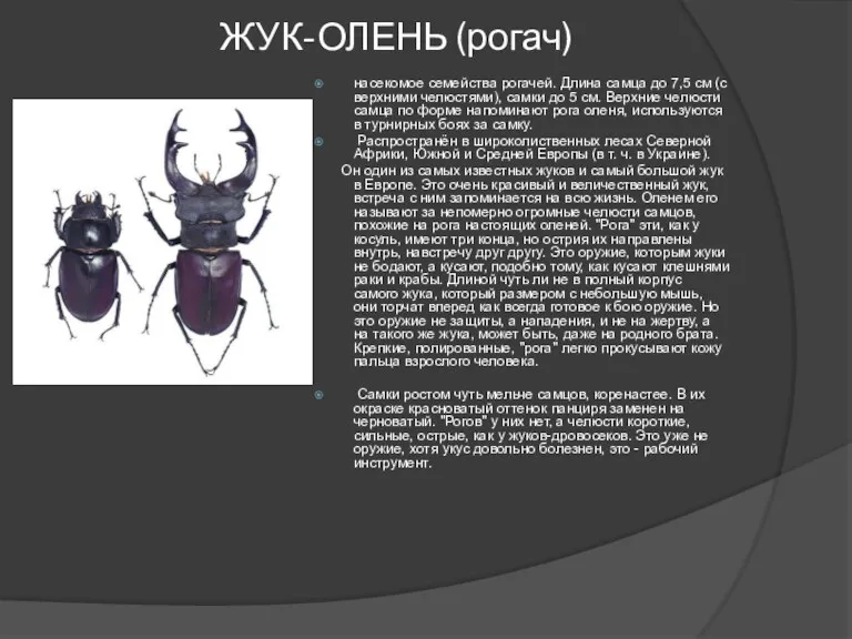 ЖУК-ОЛЕНЬ (рогач) насекомое семейства рогачей. Длина самца до 7,5 см