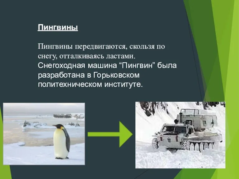 Пингвины Пингвины передвигаются, скользя по снегу, отталкиваясь ластами. Снегоходная машина “Пингвин” была разработана