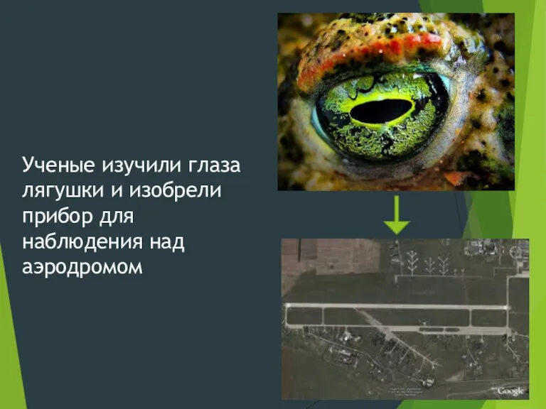 Ученые изучили глаза лягушки и изобрели прибор для наблюдения над аэродромом