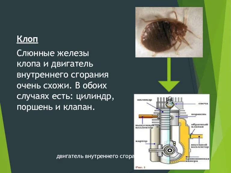 Клоп Слюнные железы клопа и двигатель внутреннего сгорания очень схожи. В обоих случаях