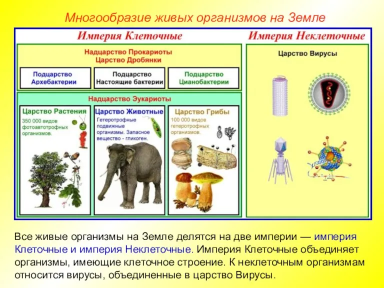 Многообразие живых организмов на Земле Все живые организмы на Земле