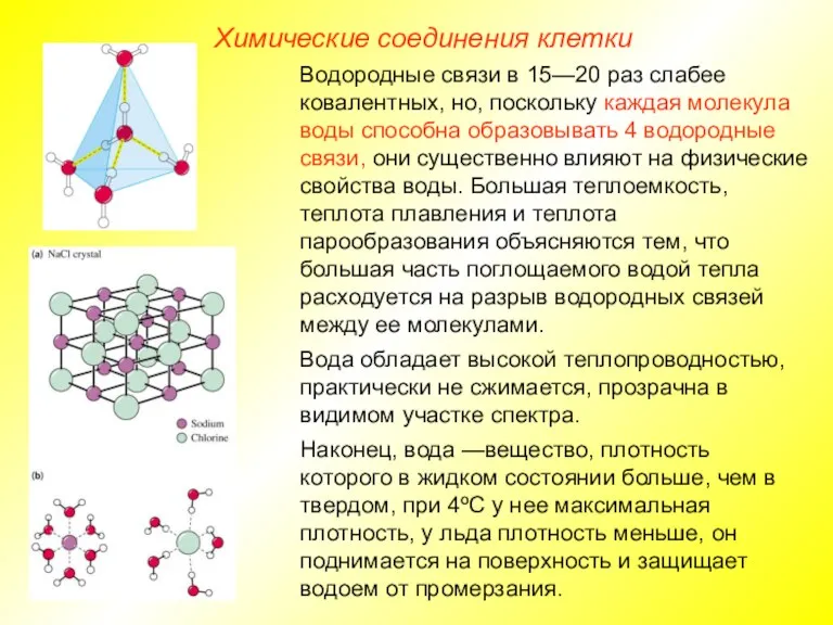 Химические соединения клетки Водородные связи в 15—20 раз слабее ковалентных,