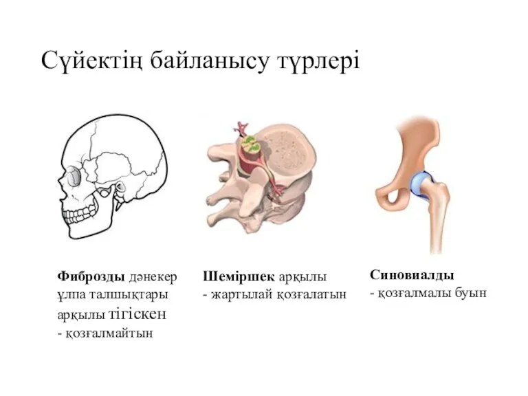 Сүйектің байланысу түрлері Фиброзды дәнекер ұлпа талшықтары арқылы тігіскен -