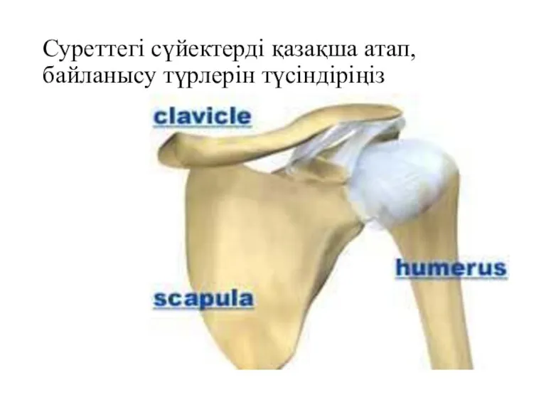 Суреттегі сүйектерді қазақша атап, байланысу түрлерін түсіндіріңіз