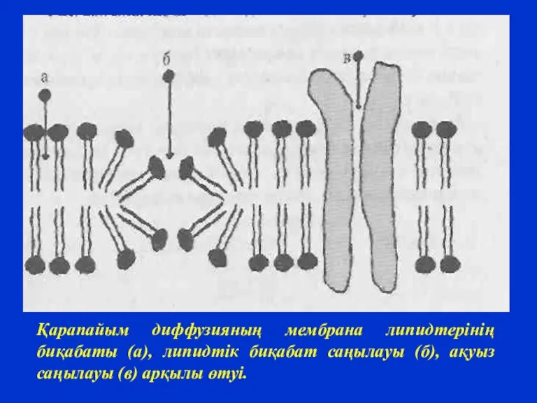 Қарапайым диффузияның мембрана липидтерінің биқабаты (а), липидтік биқабат саңылауы (б), ақуыз саңылауы (в) арқылы өтуі.