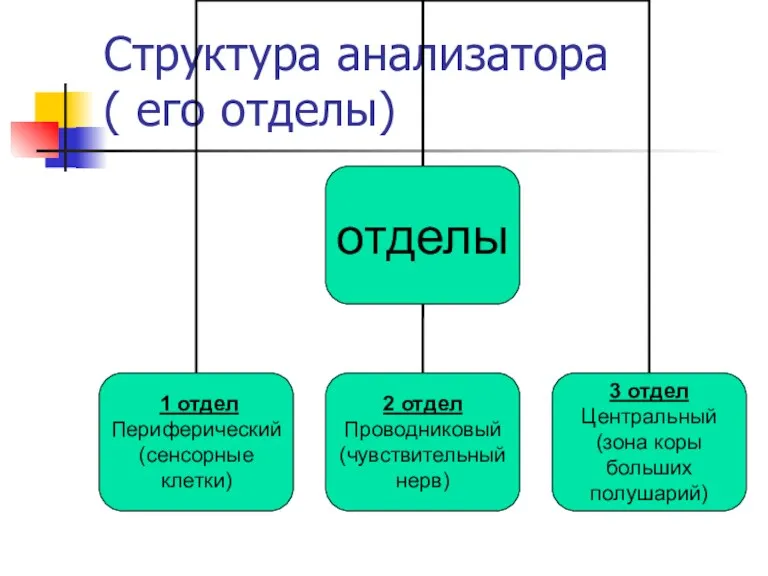 Структура анализатора ( его отделы)