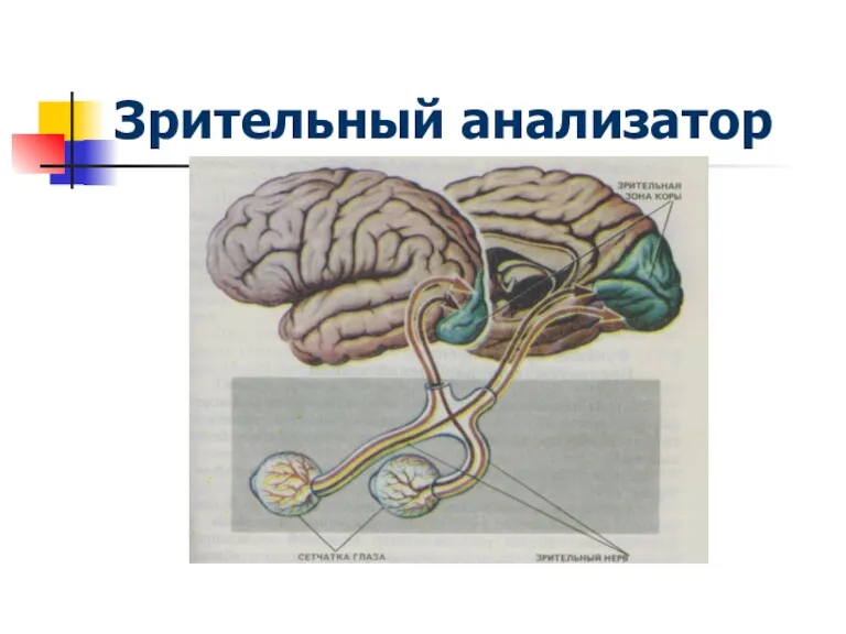 Зрительный анализатор