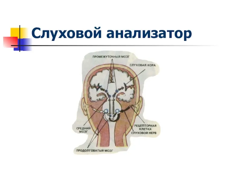 Слуховой анализатор