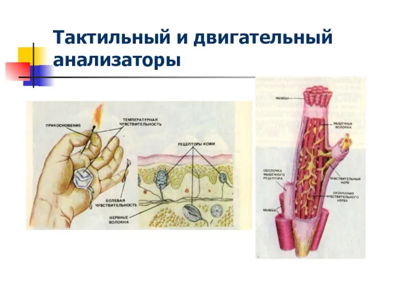 Тактильный и двигательный анализаторы