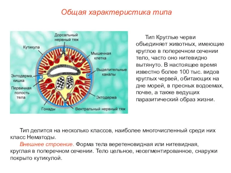 Общая характеристика типа Тип делится на несколько классов, наиболее многочисленный